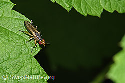 Limnia unguicornis (Hornfliege) (F217484) Limnia unguicornis (Hornfliege) (F217484)