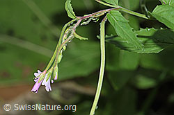 Berg-Weidenröschen (Epilobium montanum) (F217509) Berg-Weidenröschen (Epilobium montanum) (F217509)