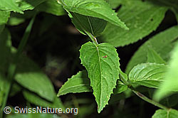 Berg-Weidenröschen (Epilobium montanum) (F217510) Berg-Weidenröschen (Epilobium montanum) (F217510)