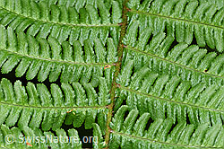 Echter Wurmfarn (Dryopteris filix-mas) (26.06.2022, F217521)