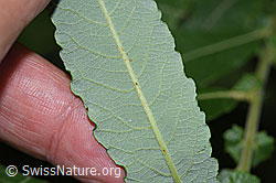 Grau-Weide (Salix cinerea) (F217532) Grau-Weide (Salix cinerea) (F217532)
