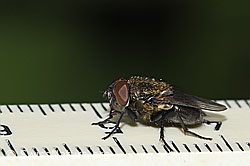 Graugelbe Polsterfliege (Pollenia rudis) (F217541) Graugelbe Polsterfliege (Pollenia rudis) (F217541)