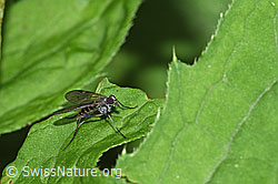 Rhagio maculatus (Schnepfenfliege) (26.06.2022, F217545)