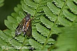Foto: Gemeine Schnepfenfliege (Rhagio scolopaceus)