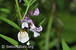 Gewöhnliche Vogelwicke (Vicia cracca) (F217609)