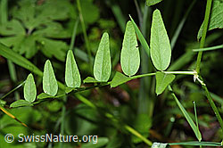 Gewöhnliche Vogelwicke (Vicia cracca) (F217611)