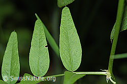 Gewöhnliche Vogelwicke (Vicia cracca) (F217614)