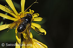 Korbblütler-Erzschwebfliege (Cheilosia canicularis) on Sumpf-Pippau (Crepis paludosa)