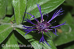 Berg-Flockenblume (Centaurea montana) (26.06.2022, F217646)