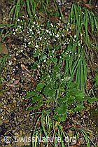Rundblättriger Steinbrech (Saxifraga rotunddifolia) (26.06.2022, F217673)