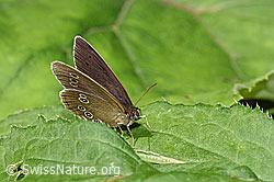 Brauner Waldvogel (Aphantopus hyperantus) (F217690) Brauner Waldvogel (Aphantopus hyperantus) (F217690)
