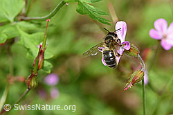 Honigbiene (Apis mellifera) an Ruprechtskraut (Geranium robertianum) (F217701) Honigbiene (Apis mellifera) an Ruprechtskraut (Geranium robertianum) (F217701)
