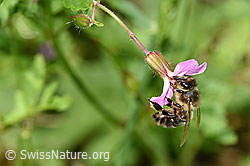 Honigbiene (Apis mellifera) an Ruprechtskraut (Geranium robertianum) (26.06.2022, F217706)