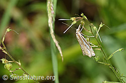 Crambus lathoniellus (Rüsselzünsler) (26.06.2022, F217711)