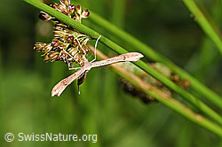 Foto: Stenoptilia annadactyla (Federmotte)