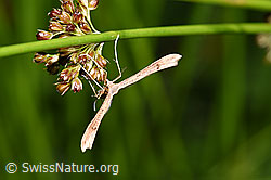 Foto: Stenoptilia annadactyla (Federmotte)