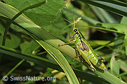 Photo: Miramella alpina