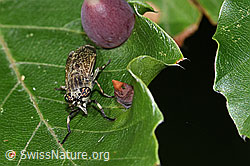 Regenbremse (Haematopota pluvialis) (F218848) Regenbremse (Haematopota pluvialis) (F218848)