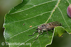 Regenbremse (Haematopota pluvialis) (F218849) Regenbremse (Haematopota pluvialis) (F218849)