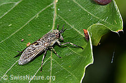 Regenbremse (Haematopota pluvialis) (F218851) Regenbremse (Haematopota pluvialis) (F218851)
