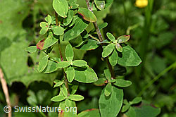 Geflecktes Johanniskraut (Hypericum maculatum) (F218863) Geflecktes Johanniskraut (Hypericum maculatum) (F218863)