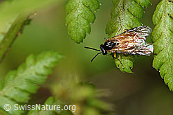 Athalia circularis (Echte Blattwespe) (F218887) Athalia circularis (Echte Blattwespe) (F218887)