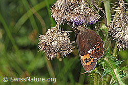 Weissbindiger Mohrenfalter (Erebia ligea) auf Sumpf-Kratzdistel (Cirsium palustre) (F218900)