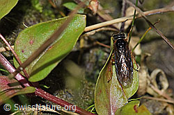 Monostegia abdominalis (Echte Blattwespe) (F218913) Monostegia abdominalis (Echte Blattwespe) (F218913)