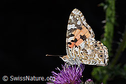 Distelfalter (Cynthia cardui)