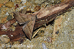 Nessel-Schnabeleule (Hypena proboscidalis) (03.07.2022, F218958)