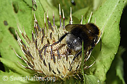 Hellgelbe Erdhummel (Bombus lucorum) auf Kohldistel (Cirsium oleraceum) (03.07.2022, F218971)