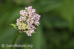 Gebräuchlicher Baldrian (Valeriana officinalis) (03.07.2022, F218992)