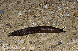 Spanische Wegschnecke (Arion vulgaris) (03.07.2022, F219006)