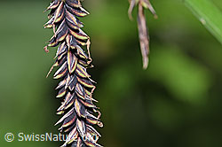 Schlaffe Segge (Carex flacca) (F219019)