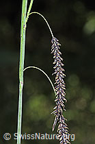 Schlaffe Segge (Carex flacca) (03.07.2022, F219020)