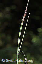 Schlaffe Segge (Carex flacca) (03.07.2022, F219021)