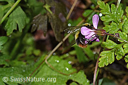Wiesenhummel (Bombus pratorum) an Ruprechtskraut (Geranium robertianum) (03.07.2022, F219038)