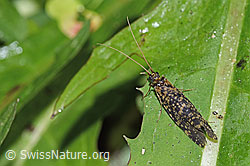 Köcherfliege (Trichoptera) (F219063)