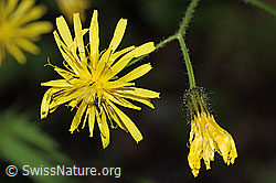Sumpf-Pippau (Crepis paludosa) (F219069)