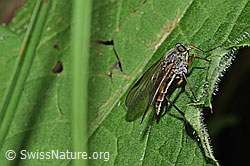 Rhagio notatus (Schnepfenfliege) (03.07.2022, F219094)