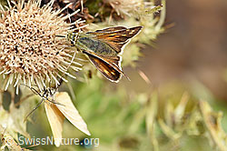 Weissfleckiger Kommafalter (Hesperia comma) an Alpen-Kratzdistel (Cirsium spinosissimum) (F224564)