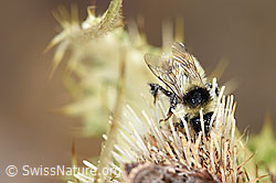 Berghummel (Bombus mesomelas) an Alpen-Kratzdistel (Cirsium spinosissimum) (21.07.2022, F224565)
