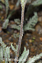 Zwerg-Schafgarbe (Achillea nana) (F224600)