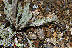 Zwerg-Schafgarbe (Achillea nana) (F224601)