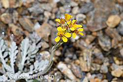 Graues Greiskraut (Senecio incanus) (21.07.2022, F224604)