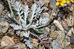 Graues Greiskraut (Senecio incanus) (21.07.2022, F224605)