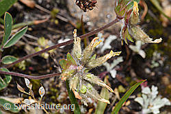 Anthyllis vulneraria ssp. alpestris (F224630) Anthyllis vulneraria ssp. alpestris (F224630)