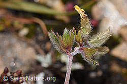 Anthyllis vulneraria ssp. alpestris (F224638) Anthyllis vulneraria ssp. alpestris (F224638)