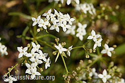 Ungleichblättriges Labkraut (Galium anisophyllon) (21.07.2022, F224641)