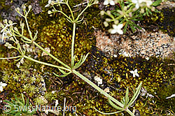 Ungleichblättriges Labkraut (Galium anisophyllon) (F224642)
